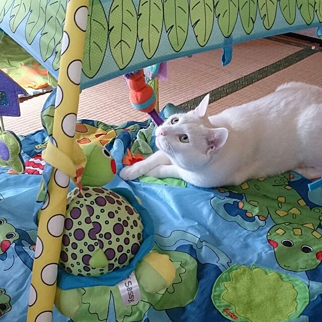 amifuuさんの実例写真