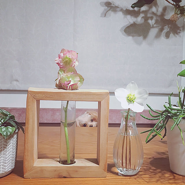 risaさんの実例写真