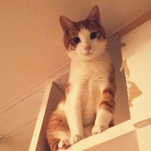 tamacharouさんの実例写真