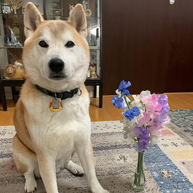 kotatsuさんの実例写真
