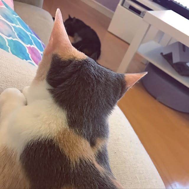 mi-mi-373さんの実例写真