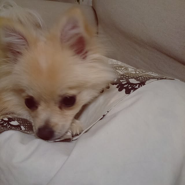 nicoco.さんの実例写真