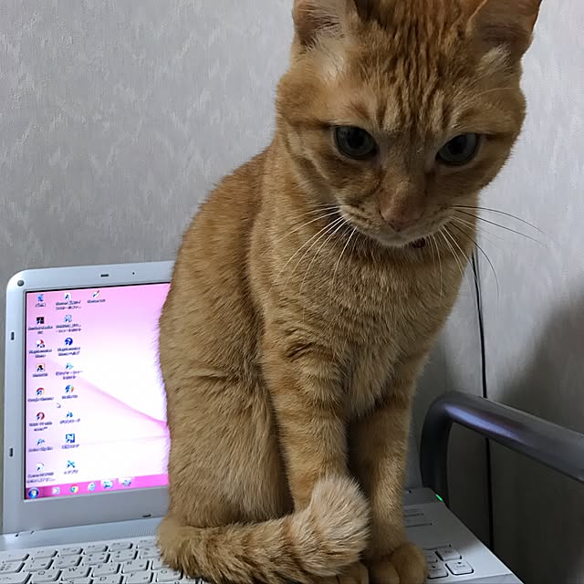 sakiさんの実例写真