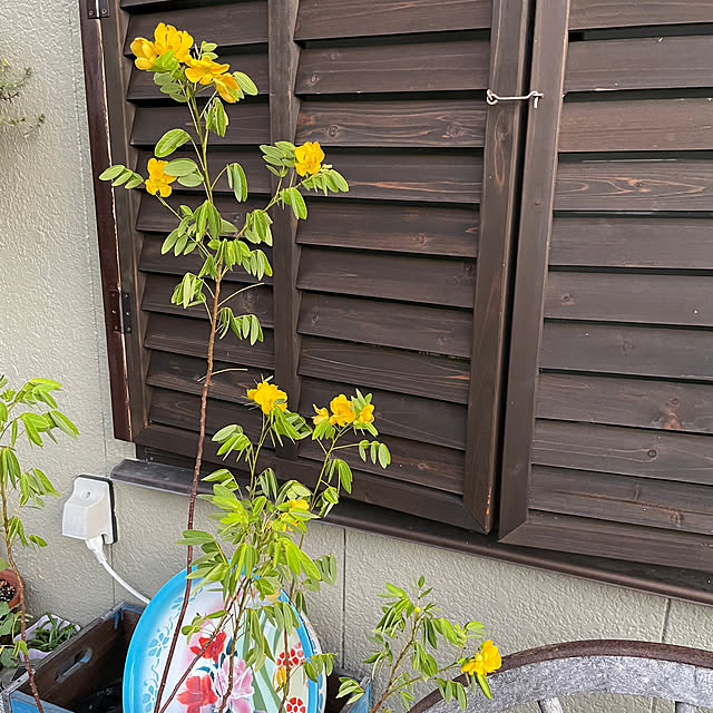 shin0719さんの実例写真