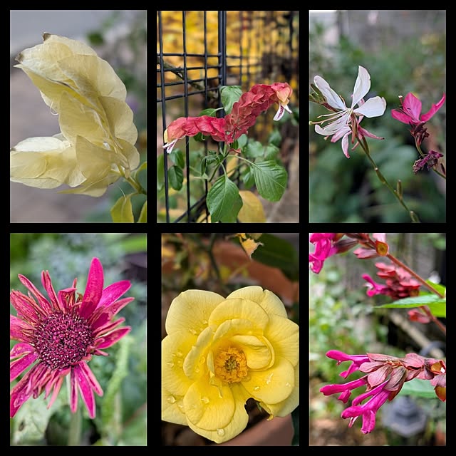 aromameさんの部屋