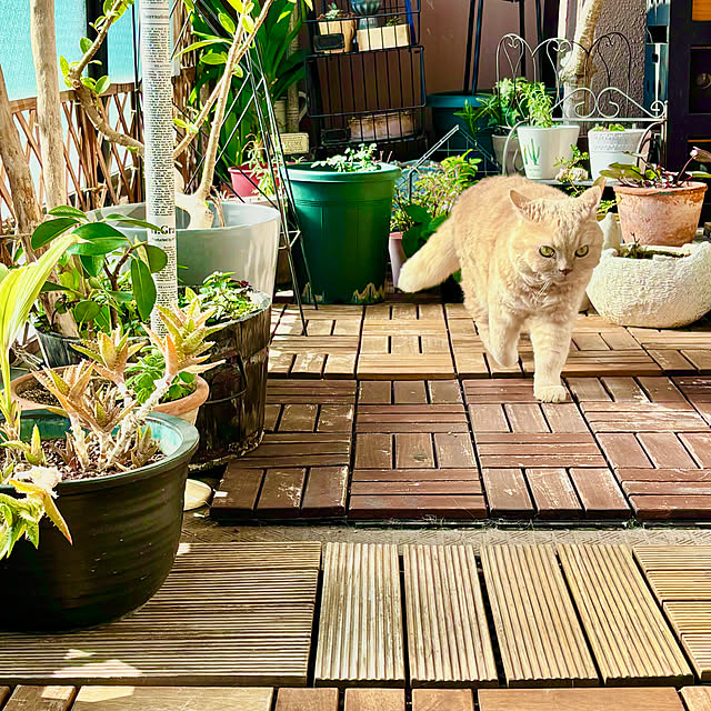 naokoさんの部屋