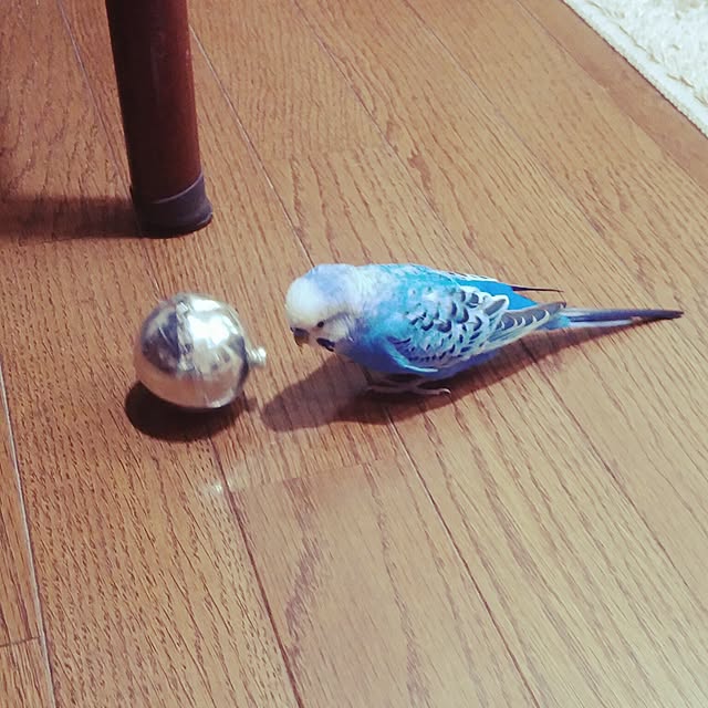 opiopiopiさんの実例写真