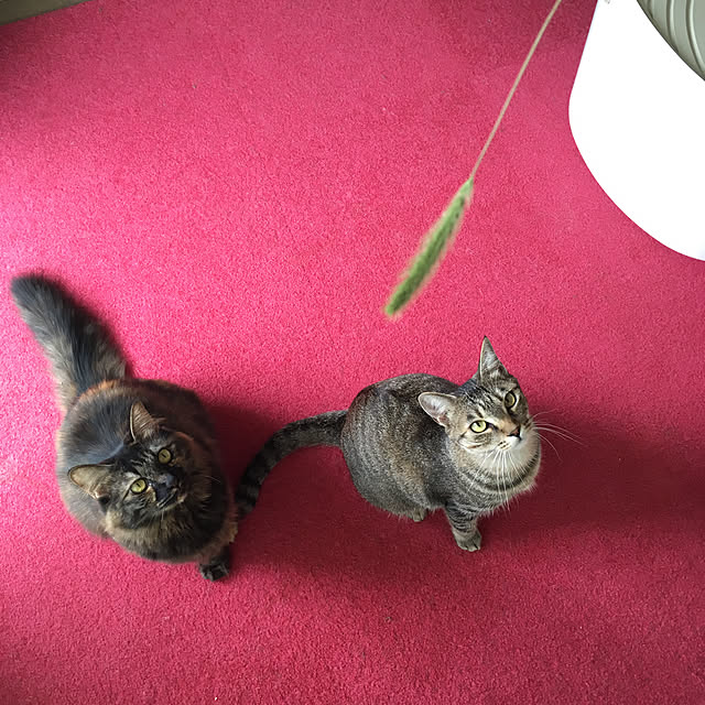 mikomaruさんの実例写真