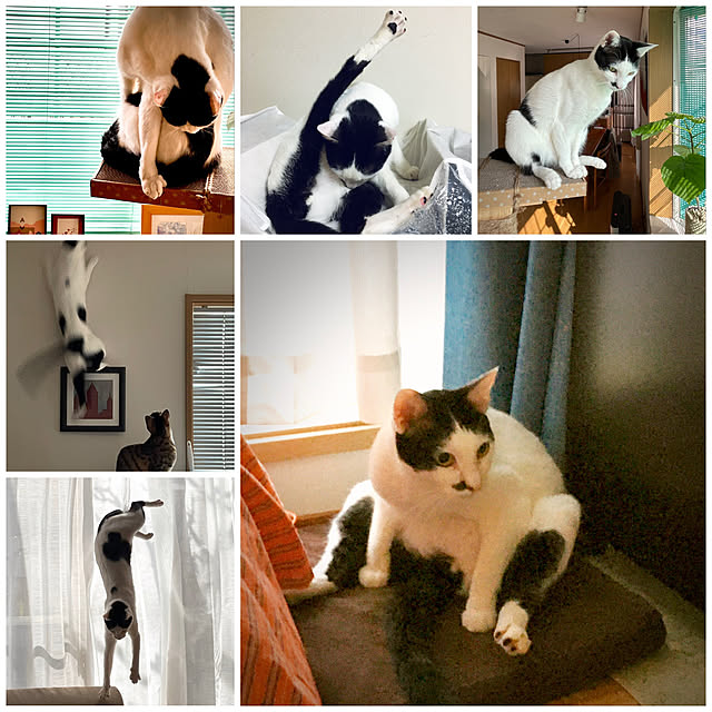 nobikoさんの実例写真