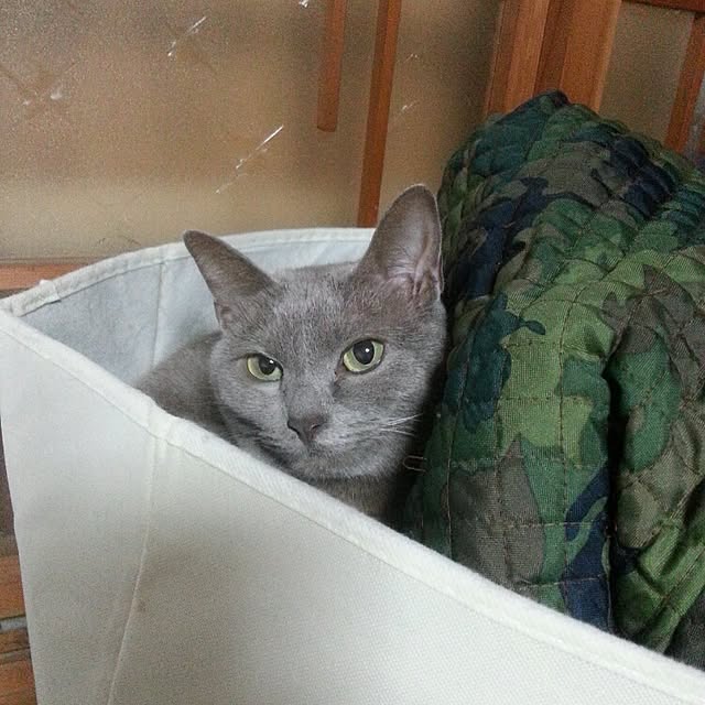 Yukikoさんの実例写真