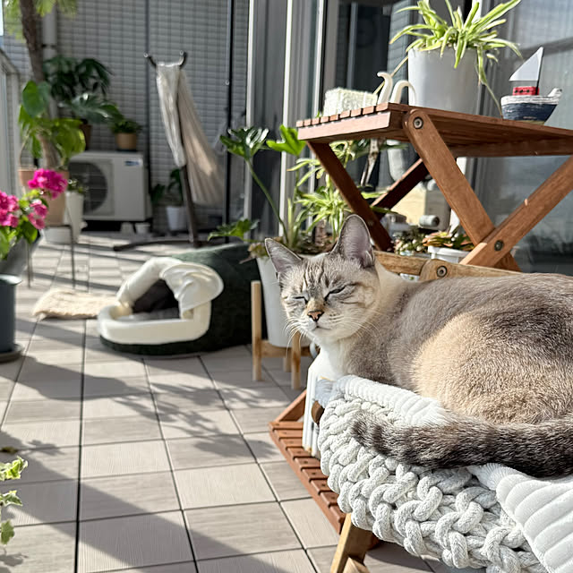 amさんの実例写真