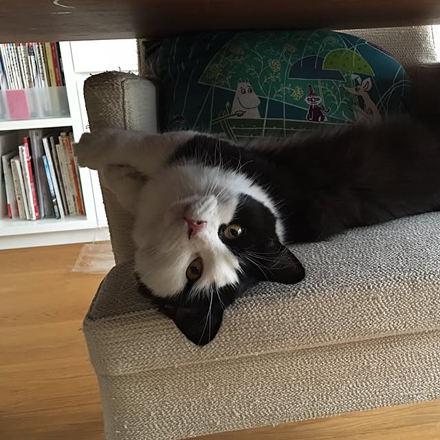 guchioさんの実例写真