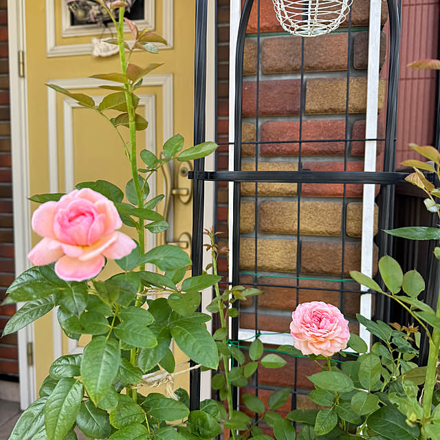 RoseLife5818さんの部屋