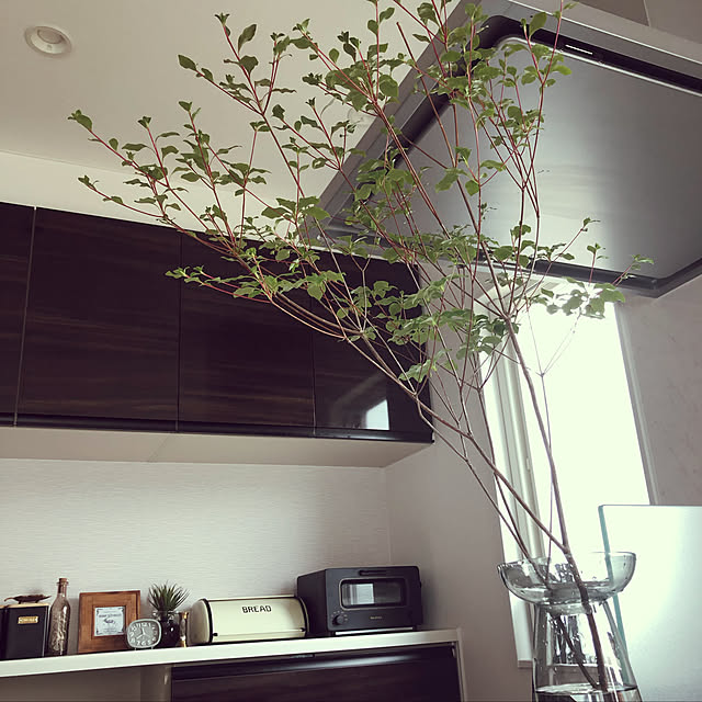 観葉植物/キッチンのインテリア実例 - 2019-06-29 20:29:19