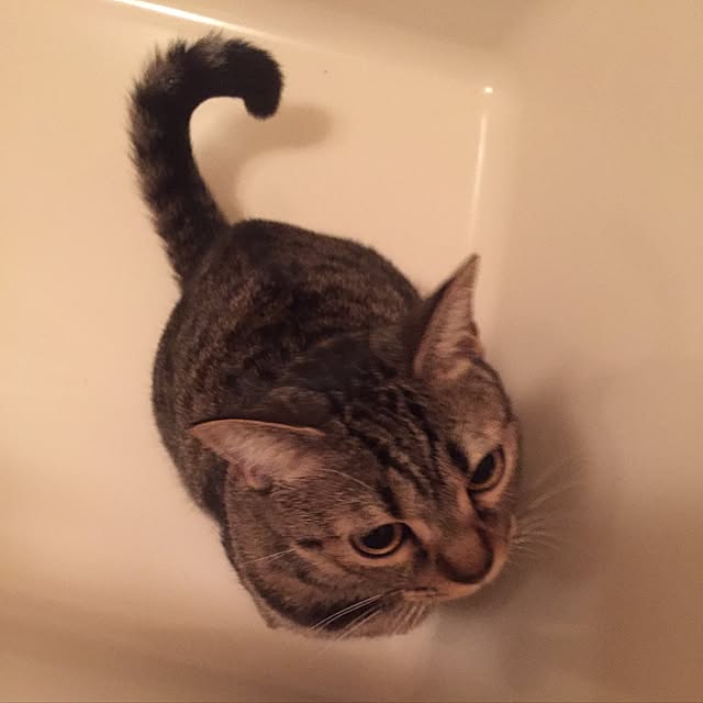 catwomanさんの実例写真