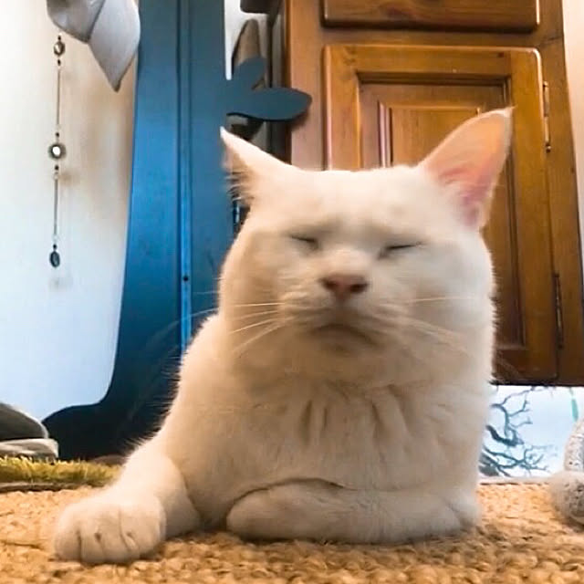 nyanko-beamさんの実例写真
