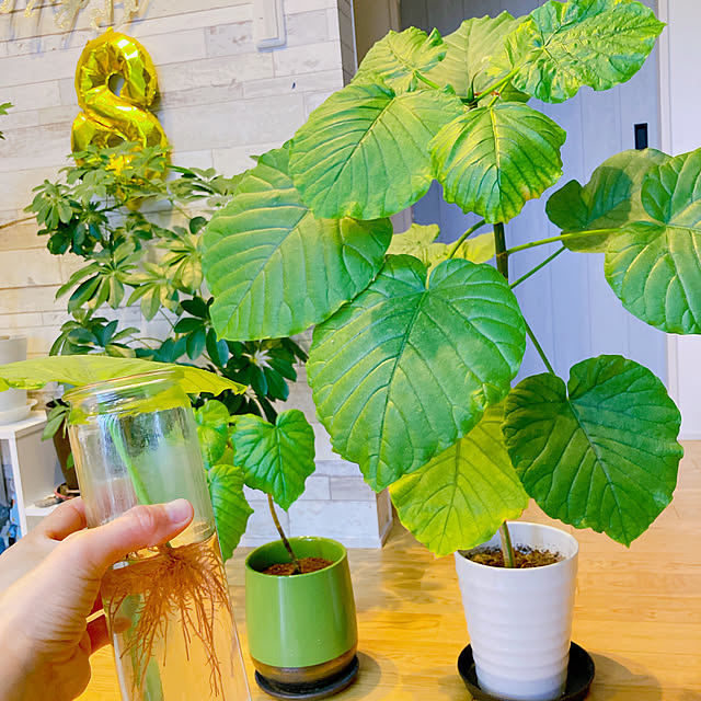 観葉植物のある暮らし/観葉植物/癒し/イベント参加/木が好き...などのインテリア実例 - 2023-06-29 22:30:12