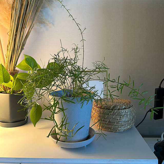 nekomiさんの実例写真