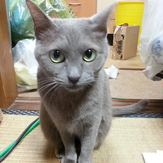 Yukikoさんの実例写真