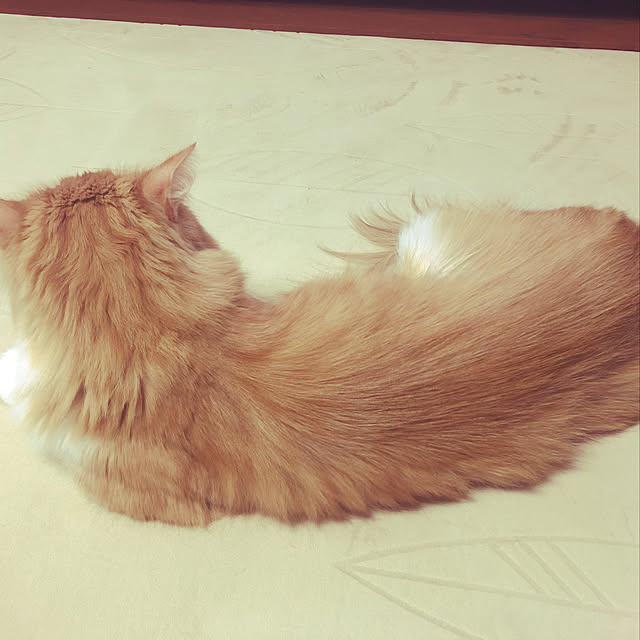 uchidaizuさんの実例写真