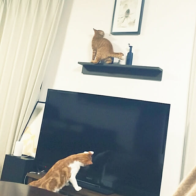 rapin8226さんの実例写真