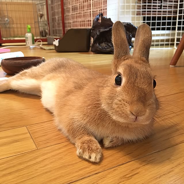 mariさんの実例写真