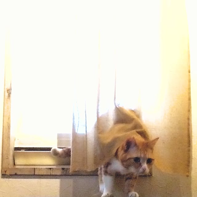 eikinukoさんの実例写真