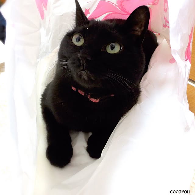 cocoronさんの実例写真