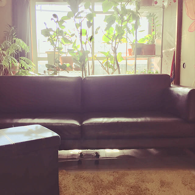 観葉植物/IKEA/一人暮らし/リビングのインテリア実例 - 2019-04-26 21:34:03