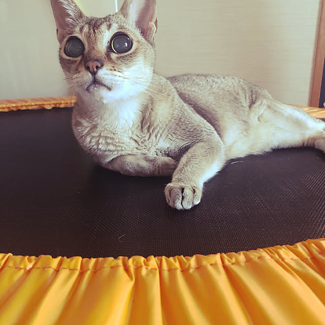 merumoさんの実例写真