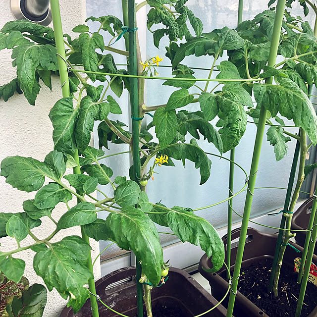 hanachanさんの部屋