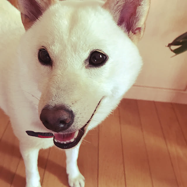 pillowsさんの実例写真