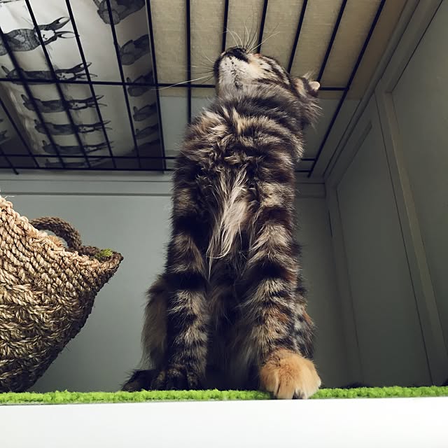 mikomaruさんの実例写真