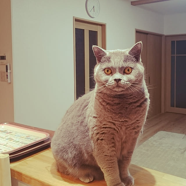 akkiiiさんの実例写真