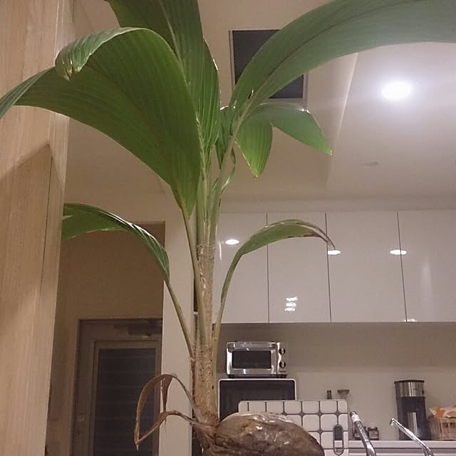12tukumo37さんの実例写真