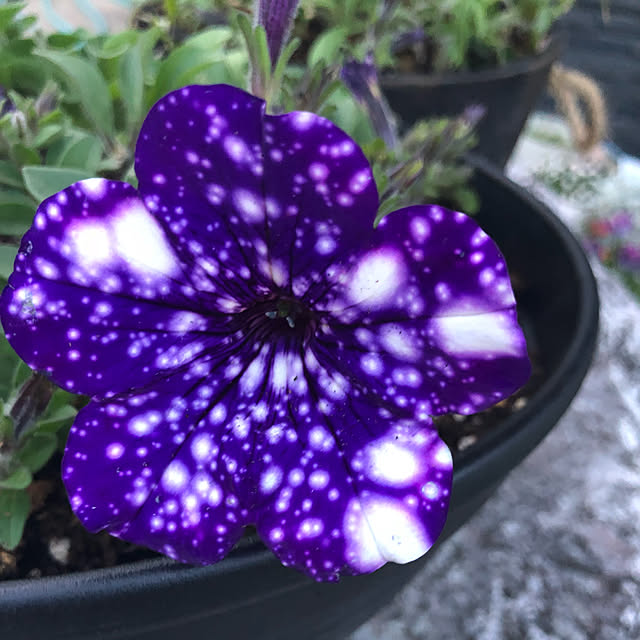 t-blueさんの実例写真