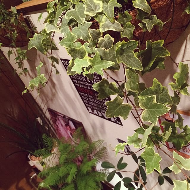 玄関/入り口/観葉植物のインテリア実例 - 2015-06-18 19:37:33