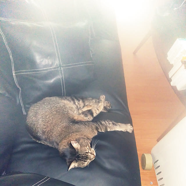 catloveさんの実例写真