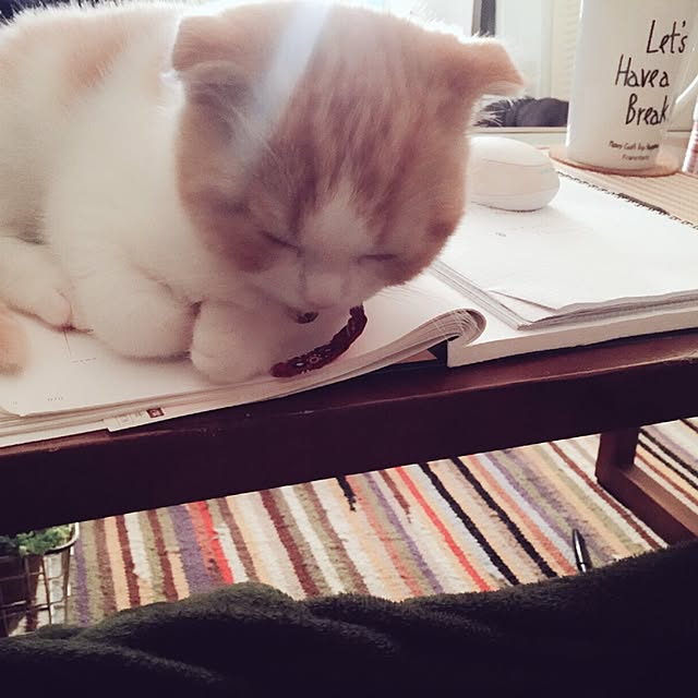 実例写真