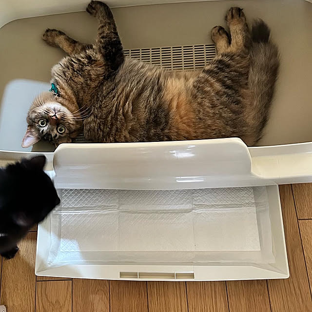 prelumoさんの実例写真