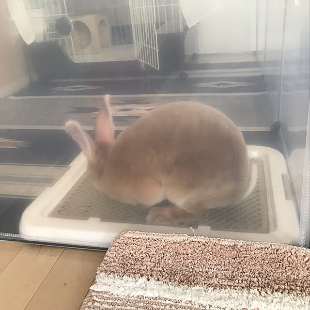 Ruiさんの実例写真