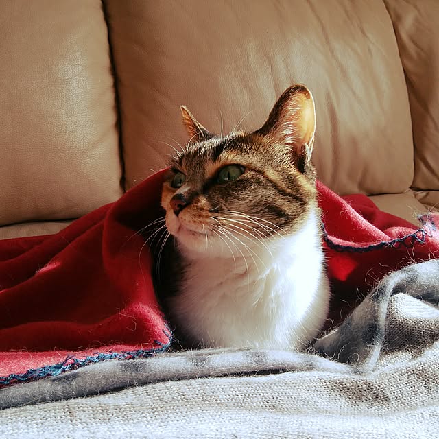 tomo1220さんの実例写真