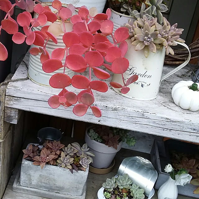 yukkoさんの実例写真