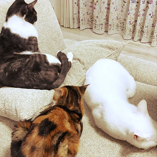 実例写真