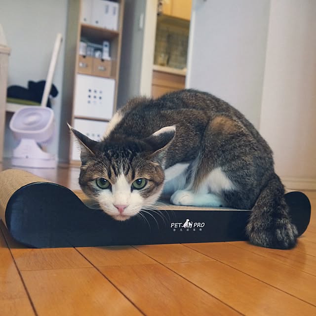 実例写真