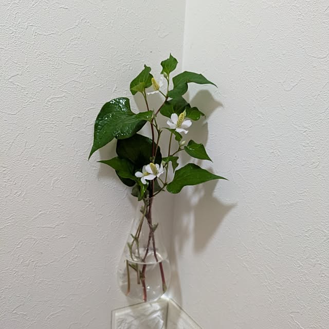 Shion+さんの実例写真