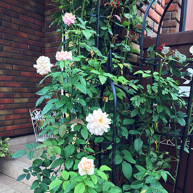 RoseLife5818さんの実例写真