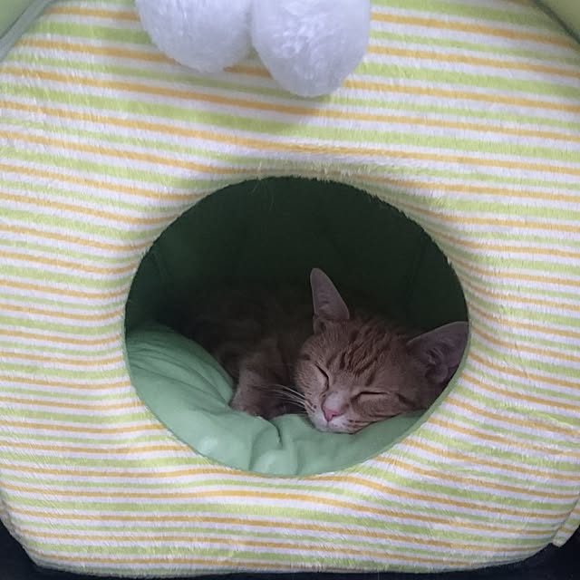shinobuさんの実例写真