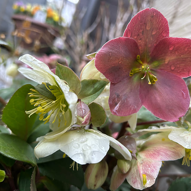 R.5.mamaさんの部屋