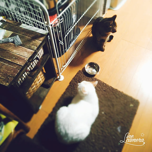 posauruさんの実例写真